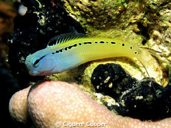 Red Sea mimic  blenny by Cigdem Cooper 